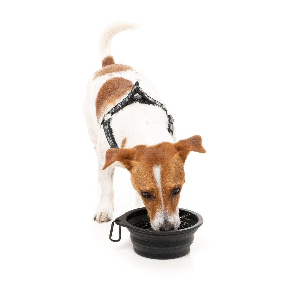 FY Active Collapsible Silicone Dog Bowl Dog Feeder