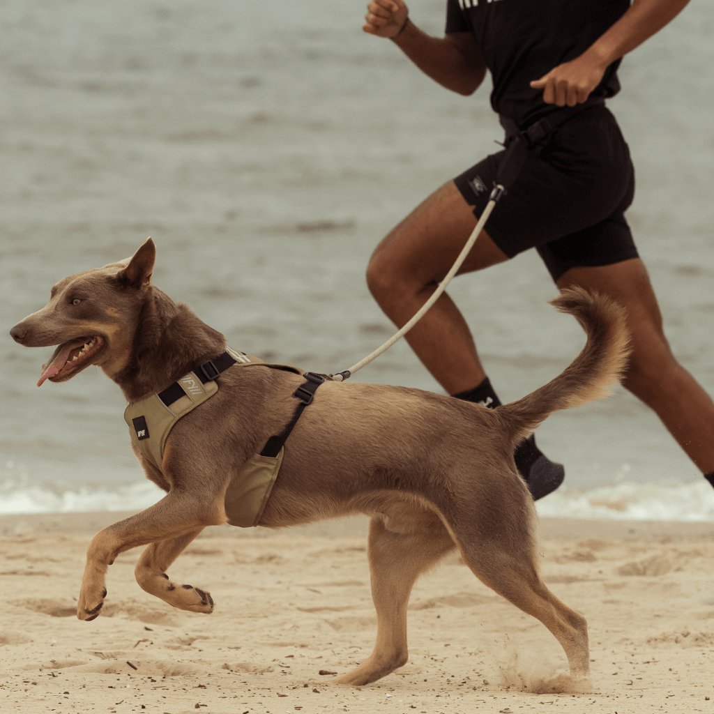 Correa para perros de cuerda FY Active Khaki