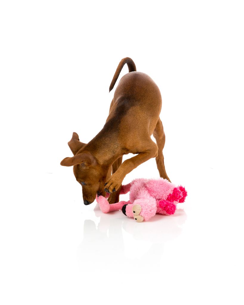 Neighbourhood Nasties Flo Hund Plüschtier