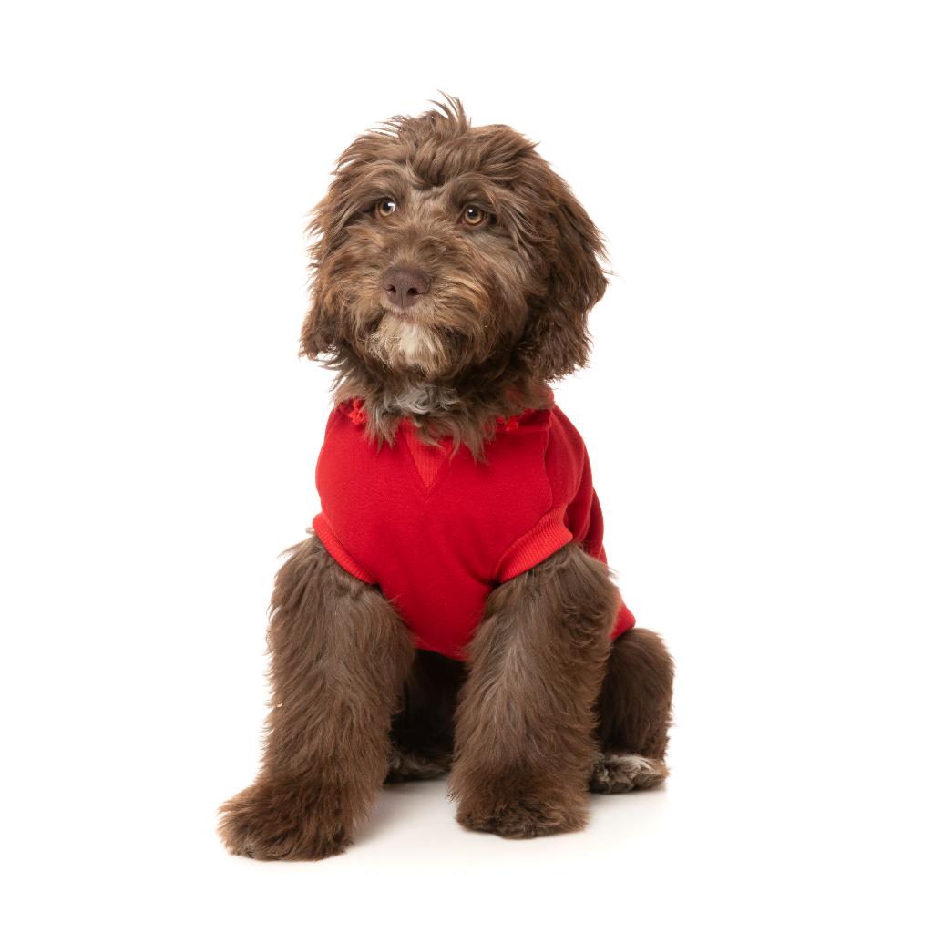 Zoomies Hoodie Red