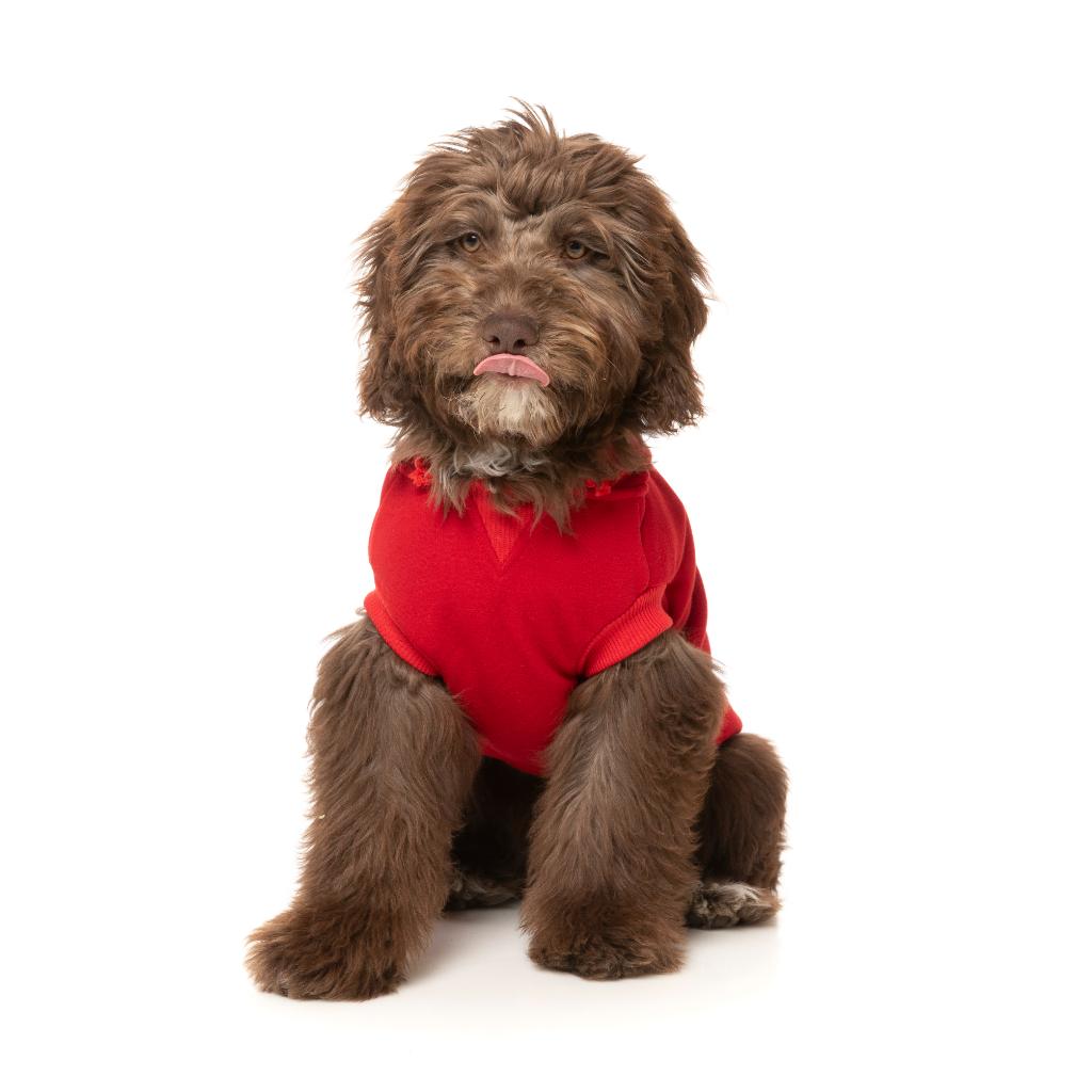 Zoomies Hoodie Red