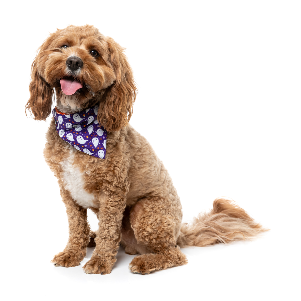 Spooky Spirits – Bandana für Hunde und Katzen
