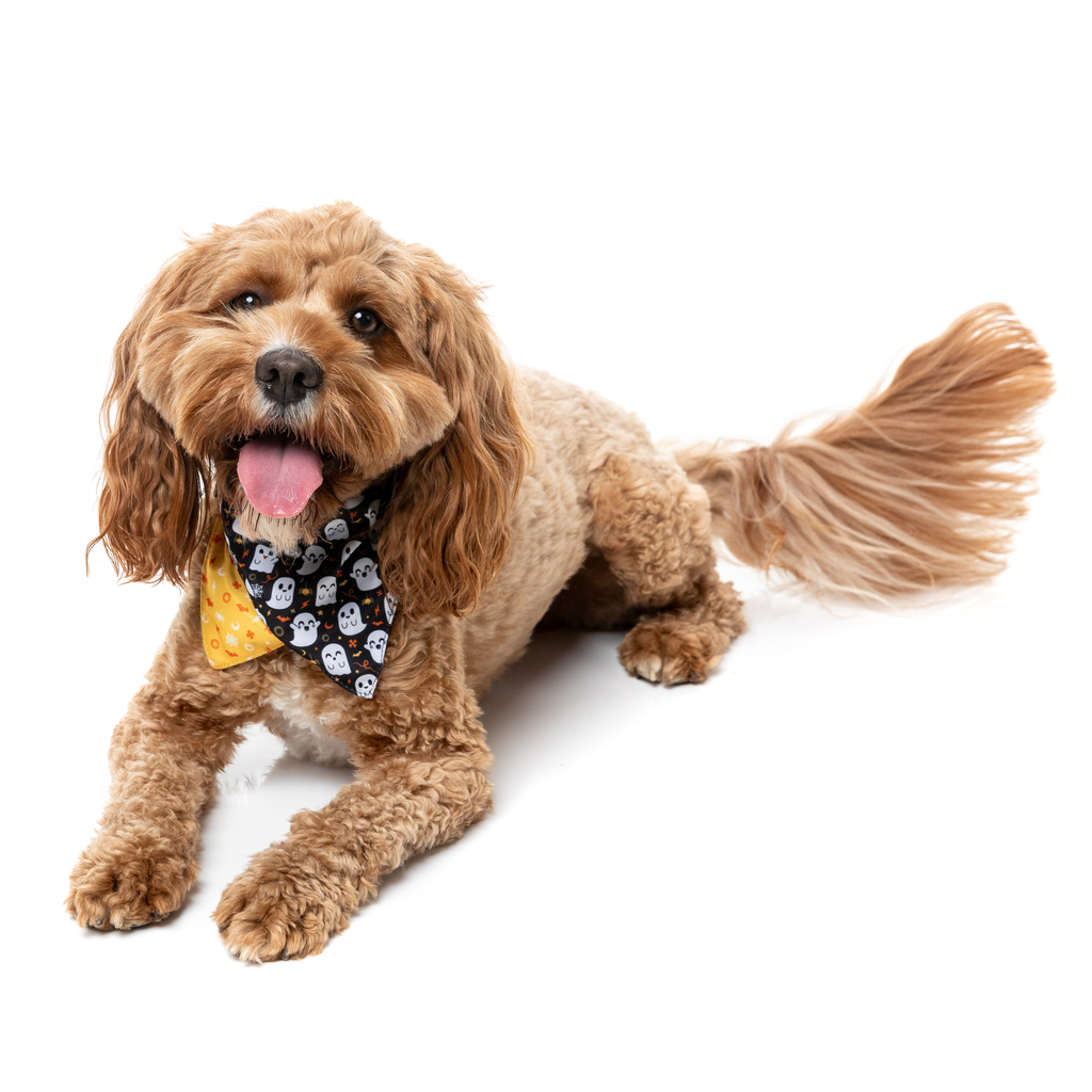 Peek-A-Boo – Bandana für Hunde und Katzen