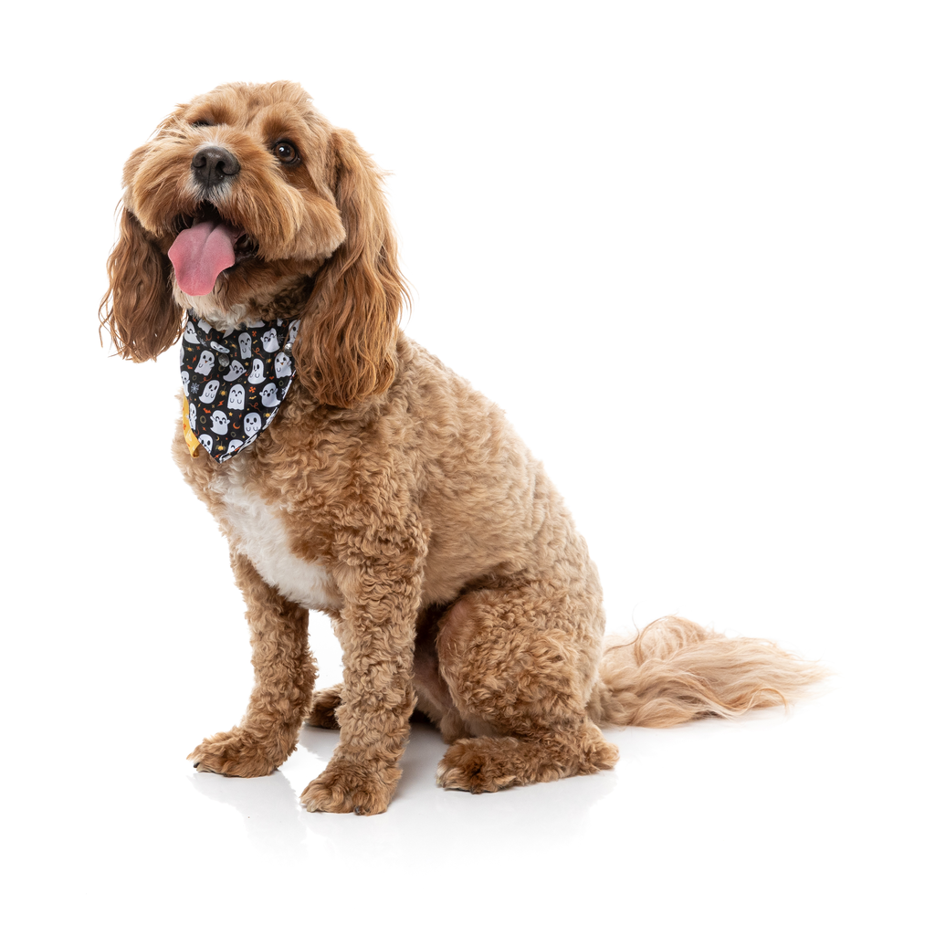 Peek-A-Boo – Bandana für Hunde und Katzen