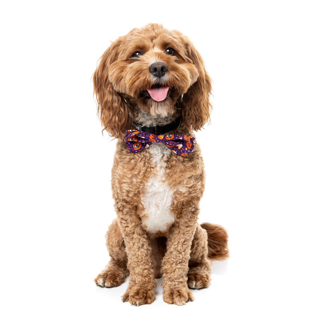 Goofy Gourds – Fliege für Hunde und Katzen