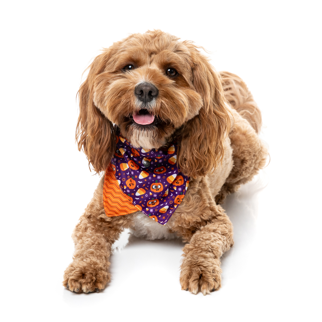 Goofy Gourds - Bandana para perros y gatos