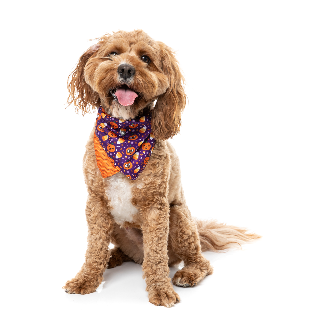 Goofy Gourds - Bandana para perros y gatos