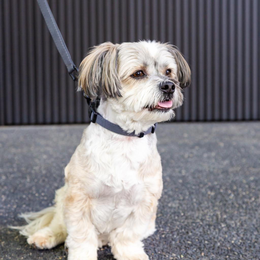 FuzzYard Life Slate Gray Cotton Dog Collar