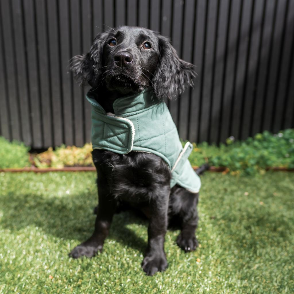 Myrtle Green - Chaqueta de algodón acolchado Fuzzyard Life