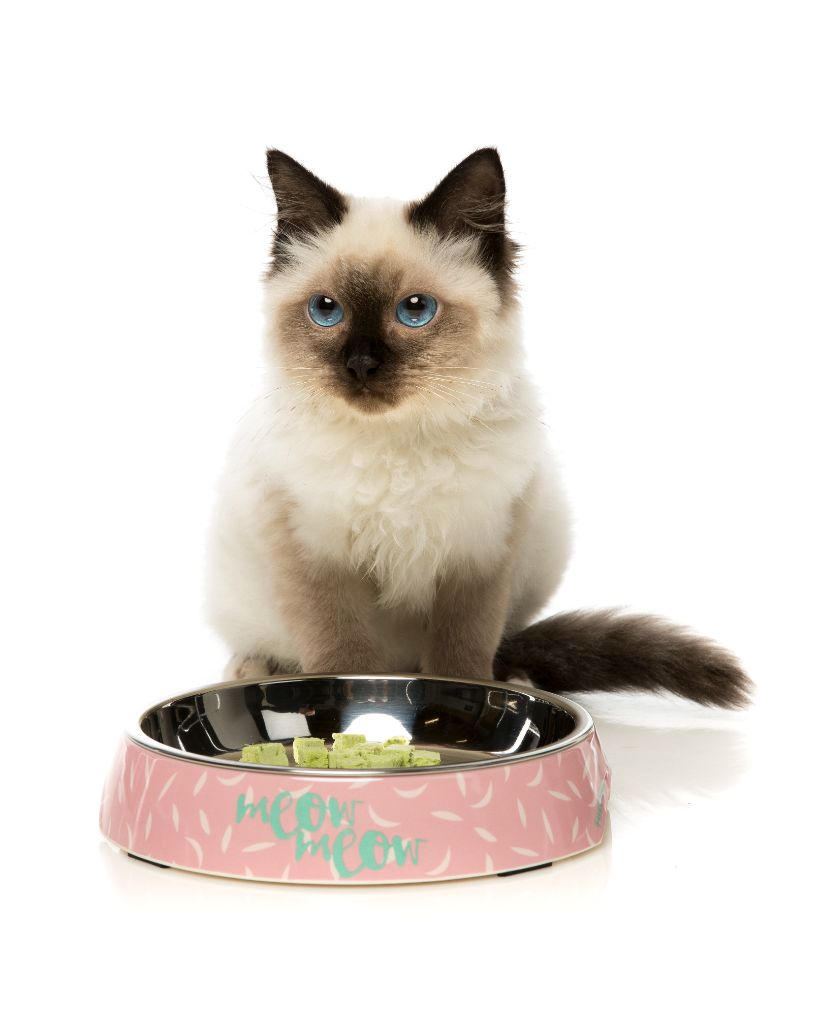 Featherstorm Easy Feeder Cat Bowl