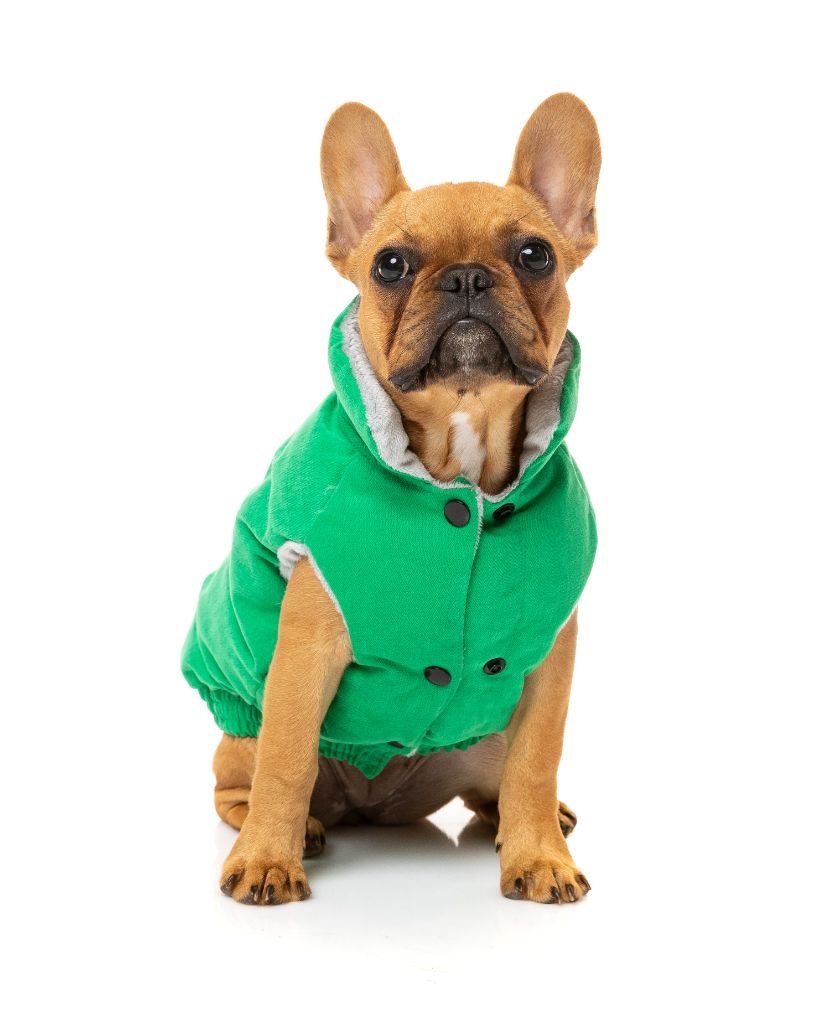 Hundejacke - Ashbury