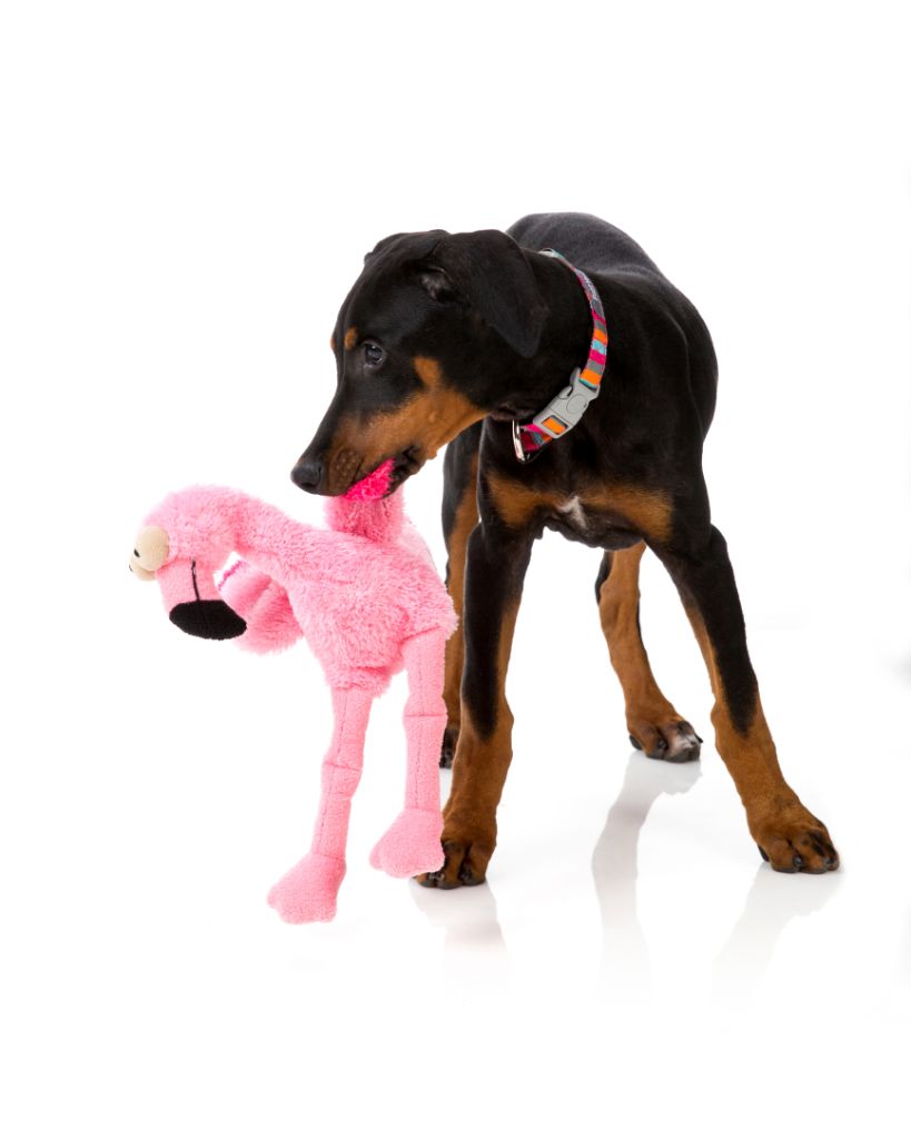 Flo The Flamingo- Dog toy